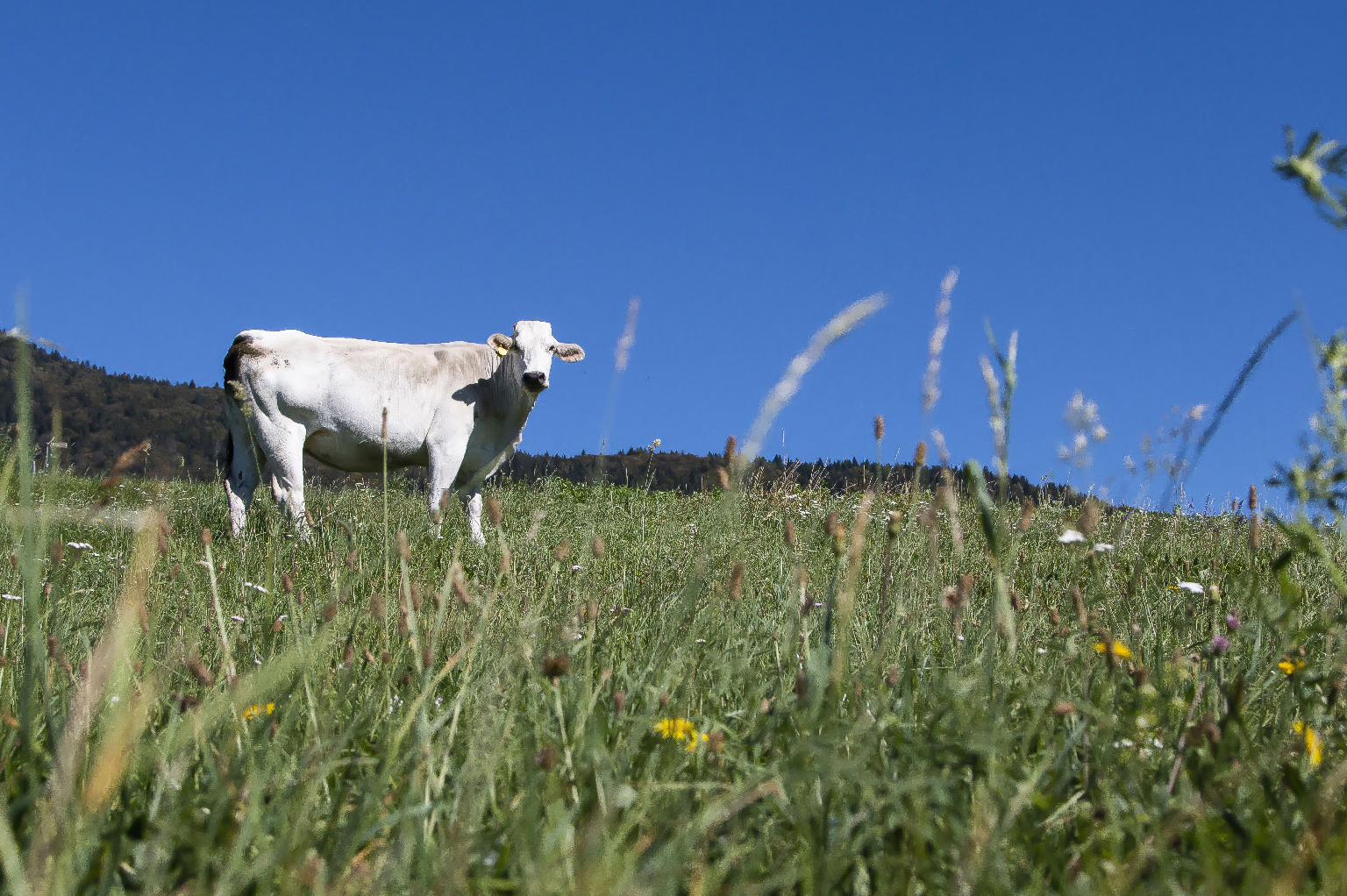 carne di chianina; zecchinati; cosa facciamo;