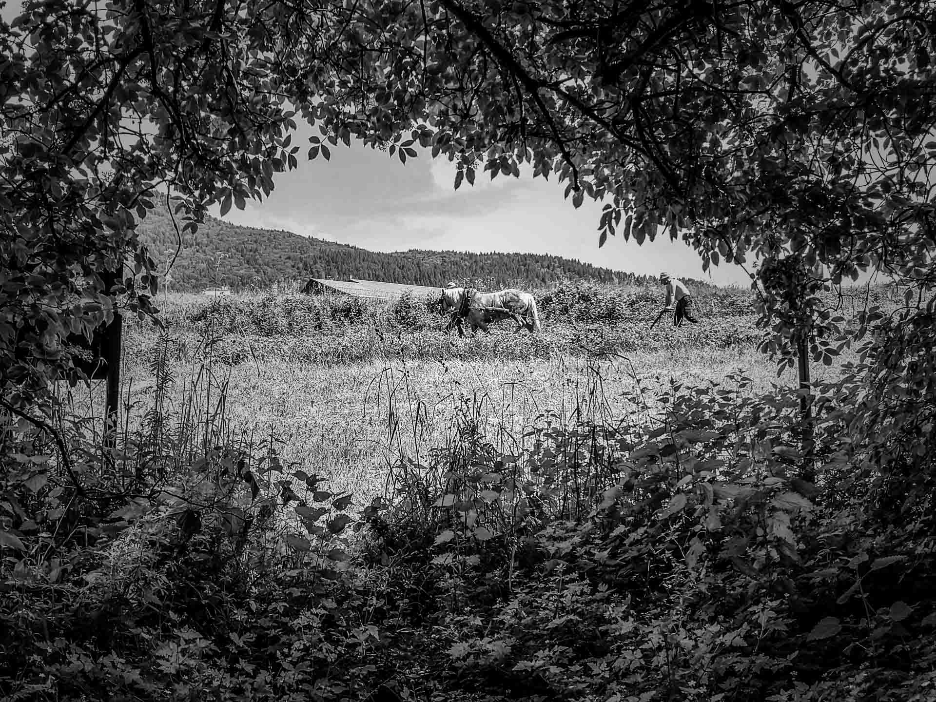 tradizioni; campagna di rotzo; sette comuni; patata di rotzo; asiago; sette comuni